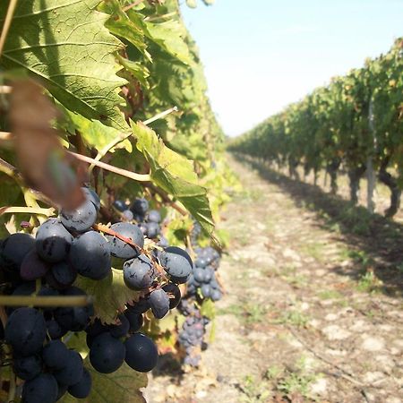Loire, Chateaux, Et Vignes Онзен Екстер'єр фото